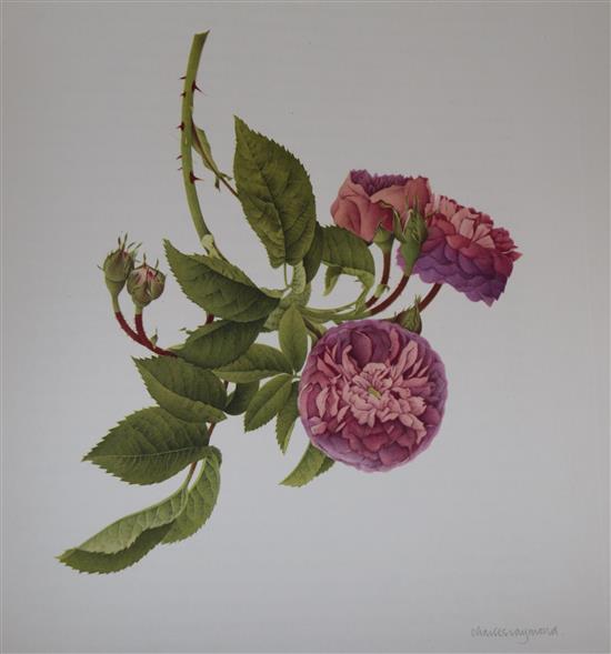 Sitwell, Sacheverell and Russell, James - Old Garden Roses,